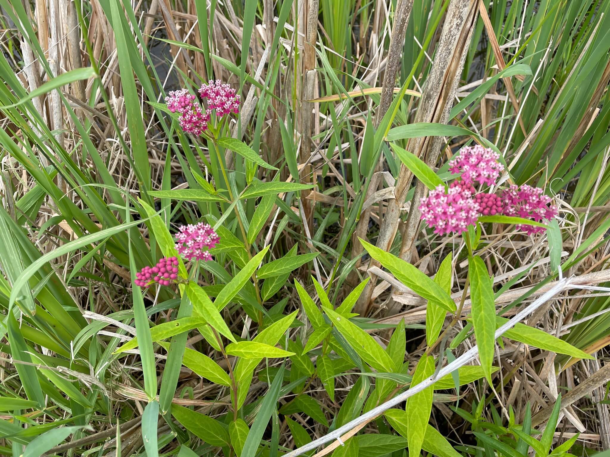 Asclepias incarnata